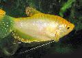 Aquarium Fish Gold gurami, Trichogaster trichopterus, Gold Photo, care and description, characteristics and growing