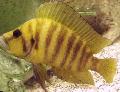 Photo Freshwater Fish Gold Head Compressicep Cichlid