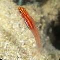 Aquarium Fish Gold Neon Eviota Goby (Neon Pygmy Goby), Eviota pellucida, Red Photo, care and description, characteristics and growing