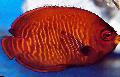 Akvariefisk Gylden Engel, Centropyge aurantia, rød Bilde, omsorg og beskrivelse, kjennetegn og voksende