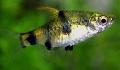 Photo Freshwater Fish Golden Dwarf Barb