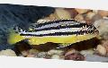 Aquarium Fish Golden Mbuna, Melanochromis auratus, Striped Photo, care and description, characteristics and growing