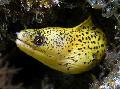 Aquarium Fish Golden Moray Eel, Gymnothorax miliaris, Gold Photo, care and description, characteristics and growing