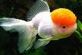 Goldfish, Carassius auratus, White Photo, care and description, characteristics and growing