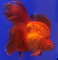 Goldfish nega in značilnosti