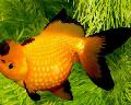 Goldfish nega in značilnosti