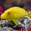 Goldsaddle goatfish (Yellow goatfish) Photo, characteristics and care