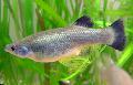 Aquarium Fish Goodea, Silver Photo, care and description, characteristics and growing