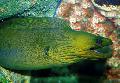 Aquarium Fish Green Eel, Gymnothorax funebris, Green Photo, care and description, characteristics and growing