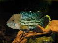 Aquariumvissen Groene Terreur, Aequidens rivulatus, Groen foto, zorg en beschrijving, karakteristieken en groeiend