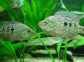 Green Texas Cichlid care and characteristics