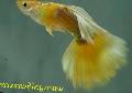 Aquarium Fish Guppy, Poecilia reticulata, Yellow Photo, care and description, characteristics and growing