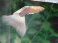 Aquarium Fish Guppy, Poecilia reticulata, White Photo, care and description, characteristics and growing