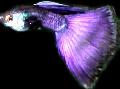 Aquarium Fish Guppy, Poecilia reticulata, Purple Photo, care and description, characteristics and growing