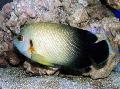 Half Black Angelfish, Centropyge vroliki, Silver Photo, care and description, characteristics and growing