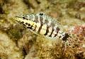 Akvaariumikala Arlekiin Bass, Serranus tigrinus, triibuline Foto, hoolitsemine ja kirjeldus, omadused ja kasvav