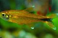 Aquarium Fish Hasemania nana, Gold Photo, care and description, characteristics and growing