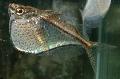 Карнегиелла (Рыба-топорик) Фото, характеристика и уход