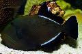 Hawaiian Črna Triggerfish fotografija, značilnosti in nega