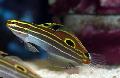 Aquarium Fish Hector's Goby, Amblygobius hectori, Striped Photo, care and description, characteristics and growing