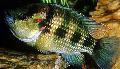 Aquarium Fish Hemichromis fasciatus, Striped Photo, care and description, characteristics and growing