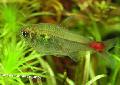 Aquarium Fish Hemigrammus stictus, Silver Photo, care and description, characteristics and growing