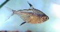 Aquarium Fish Hemigrammus unilineatus, Silver Photo, care and description, characteristics and growing