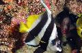 Heniochus Black & White Butterflyfish, Heniochus acuminatus, Striped Photo, care and description, characteristics and growing