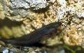Foto slatkovodna riba Heteropneustes Fossilis