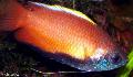 Aquarium Fish Honey Gourami, Trichogaster chuna, Red Photo, care and description, characteristics and growing