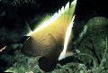 Humphead bannerfish, Heniochus varius, Brown Photo, care and description, characteristics and growing