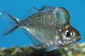 Akvaryum Balıkları Humphead Glassfish, Parambassis pulcinella, şeffaf fotoğraf, bakım ve tanım, özellikleri ve büyüyen