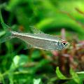 Aquarium Fish Hyphessobrycon agulha, Silver Photo, care and description, characteristics and growing