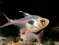 Aquarium Fish Hyphessobrycon epicharis, Silver Photo, care and description, characteristics and growing