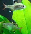Aquarium Fish Hyphessobrycon griemi, Gold Photo, care and description, characteristics and growing