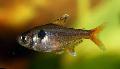 Foto Flussfisch Hyphessobrycon Roseus