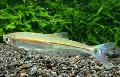 Aquarium Fish Iguanodectes spilurus, Gold Photo, care and description, characteristics and growing
