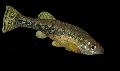Akvarijní Ryby Ilyodon, Tečkovaný fotografie, péče a popis, charakteristiky a pěstování