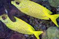 აკვარიუმის თევზი Indonesian მარჯანი Rabbitfish, Siganus tetrazonus, ყვითელი სურათი, ზრუნვა და აღწერა, მახასიათებლები და იზრდება