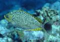 Akvariefisk Java Rabbitfish, Stripete Spinefoot, Siganus javus, flekket Bilde, omsorg og beskrivelse, kjennetegn og voksende