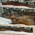 Akvariefisk Jeweled Murene, Muraena lentiginosa, flekket Bilde, omsorg og beskrivelse, kjennetegn og voksende