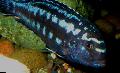 Aquarium Fish Johanni Cichlid, Melanochromis johanni, Blue Photo, care and description, characteristics and growing