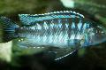 Aquarium Fish Johanni Cichlid, Melanochromis johanni, Striped Photo, care and description, characteristics and growing