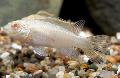 Aquarium Fish Kribensis, Krib, Pelvicachromis pulcher, Pelvicachromis kribensis, White Photo, care and description, characteristics and growing
