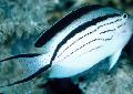 Lamarcks Angelfish mynd, einkenni og umönnun