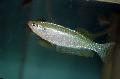 Aquarium Fish Lamprichthys, Spotted Photo, care and description, characteristics and growing