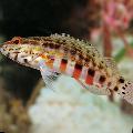 Aquarium Fish Lantern Bass, Serranus baldwini, Striped Photo, care and description, characteristics and growing