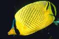 Rácsos Butterflyfish fénykép, jellemzők és gondoskodás