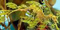 Aquarium Fish Leafy seadragon, Phycodurus eques, Yellow Photo, care and description, characteristics and growing