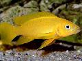 Акваріумні Рибки Лампрологус Апельсиновий (Лелеупі), Neolamprologus leleupi, Жовтий Фото, догляд і опис, характеристика і зростаючий
